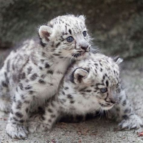 Beautiful Snow Leopard Babies Baby Snow Leopard Baby