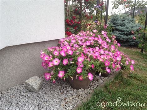 Packet includes 10 seeds in pellet form. Petunia/surfinia z nasion - strona 39 - Forum ogrodnicze ...