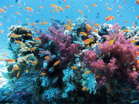 Diving In Oman Ultimate List Of Best Diving Sites The Sane Adventurer