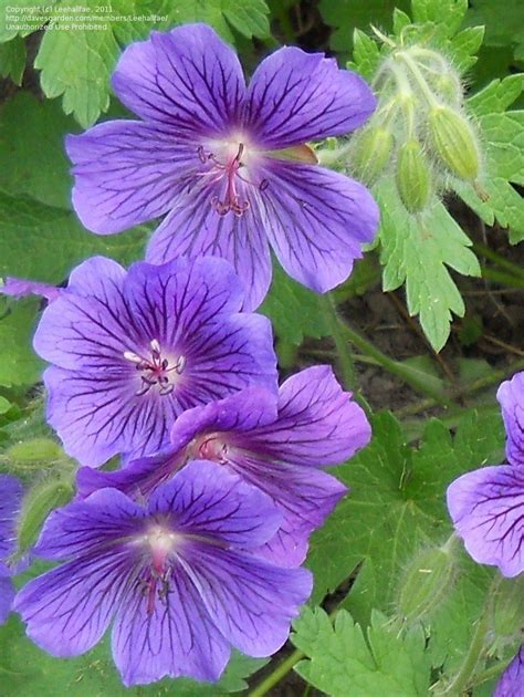 Plantfiles Pictures Purple Flowered Hardy Geranium Geranium X