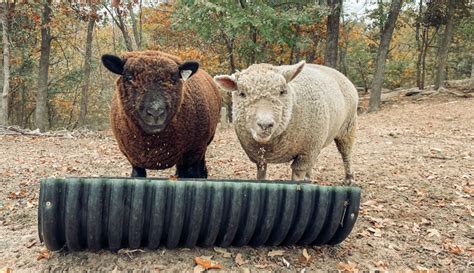 Flush Feeding Maximizes Sheep Breeding Success Hobby Farms