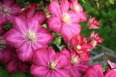 Some clematis flowers are visited by pollinators, while the fluffy seedheads of clematis tangutica cultivars may be used as a nesting material by house sparrows. Free Images : flower, petal, garden, flora, flowers, cool ...