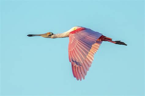 Roseate Spoonbill Wings Down Photograph By Bradford Martin Fine Art