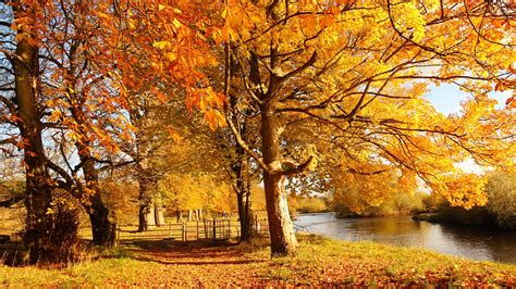 Scotland Motherwell Nature Forest Autumn Trees Yellow Leaves River Wallpaper 1920x1080