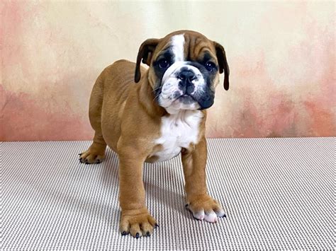 How much does rabbits cost at petland? English Bulldog-DOG-Female-Red-2870756-Petland Pickerington
