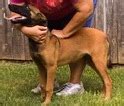 Find malinois ads in our dogs & puppies category. View Ad: Belgian Malinois Puppy for Sale, Oklahoma, NOBLE, USA
