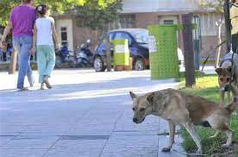 La más siniestra matanza masiva de perros en Argentina