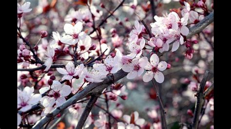 Taman bunga indah bernama setiya aji flower farm! Background Taman Bunga Sakura - Gambar Terbaru HD