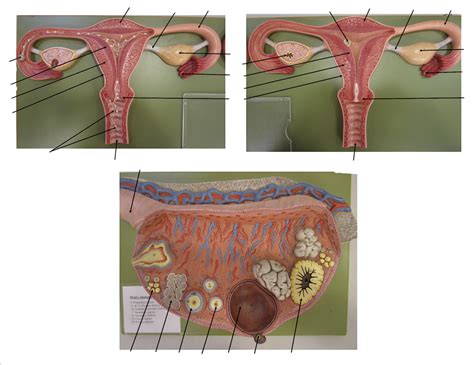 Uterus And Ovary Model Diagram Quizlet