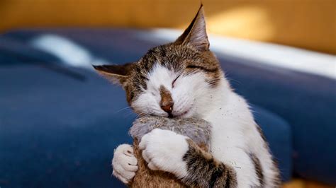Cat Excessive Drooling And Drinking Cat Meme Stock Pictures And Photos