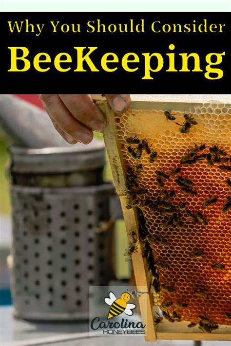 How To Start Beekeeping Something To Consider How To Start Beekeeping Bee Keeping