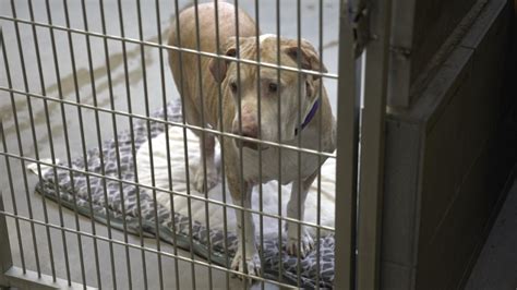 Jackson County Animal Shelter Received 20 Strays Since Friday