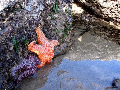 Purple Ochre Sea Stars Common Sea Stars Of The Pacific Oce Flickr