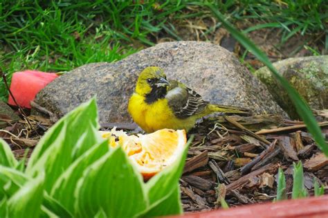 How To Identify Baby Orioles And Juvenile Orioles Birds And Blooms