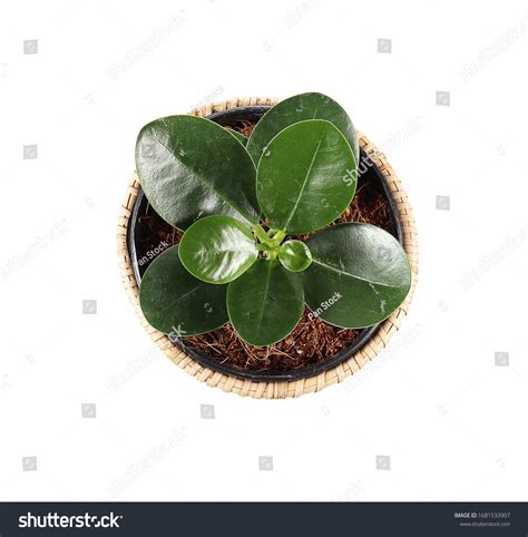 Ficus Annulata Isolated On White Background Stock Photo 1681533907