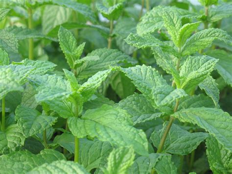 Herb Plants | Uses of Herb Plants | Page 2