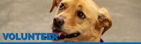 Volunteer At The Humane Society Of The South Platte Valley In The