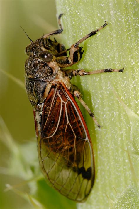 Autumn cicada (2020) สายลับจักจั่น ซีรี่ย์จีนสนุกๆ ในปี 1941 ตอนที่กองทัพญี่ปุ่นเรืองอำนาจ และเตรียมส่งกองกำลังเข้ายึดครองประเทศฮ่องกง จักจั่น - วิกิพีเดีย