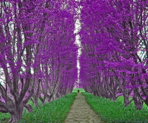 Purple Flower Trees Beautiful All Things Purple Pinterest