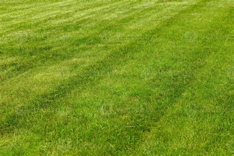 Perfectly And Freshly Mowed Garden Lawn In Summer Close Up View Of
