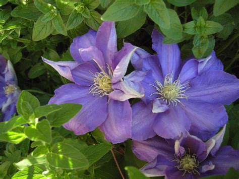 While some are small and delicate, there are also larger sizes, too. Free Images : blossom, flower, petal, bloom, spring ...