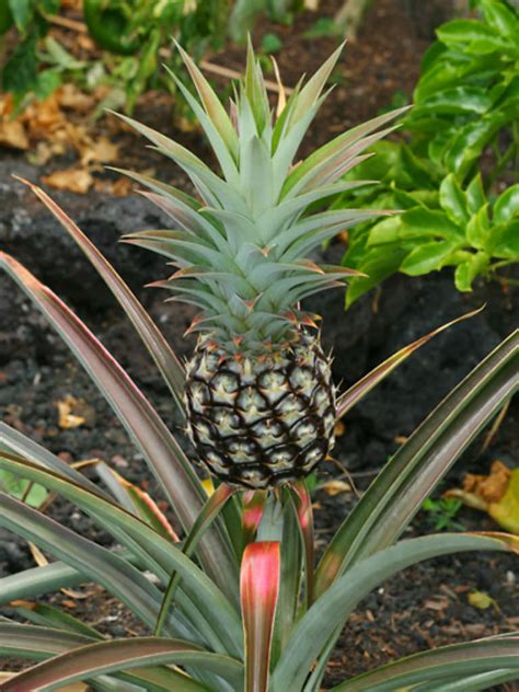 Ananas Comosus Pineapple World Of Flowering Plants