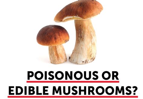 Look Alike Flyer Poisonous Or Edible Mushrooms Nj Poison Control Center