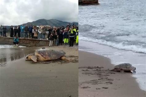 Le Due Tartarughe Marine Che Ritornano Libere In Mare A Vico Equense