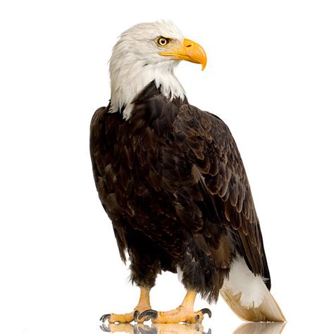 Fire eagle png collections download alot of images for fire eagle download free with high quality for designers. Royalty Free Bald Eagle Pictures, Images and Stock Photos ...
