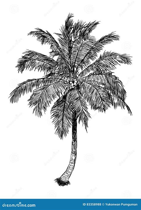 Aggregate More Than Coconut Tree Sketch Images Super Hot Seven Edu Vn