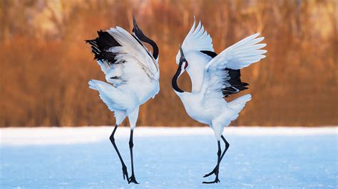 Dancing Animals Wallpapers Top Free Dancing Animals Backgrounds