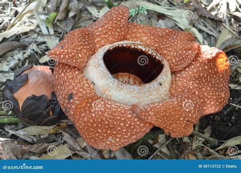 Special Piece Of Rafflesia Arnoldii Stock Photo Image Of Corpse