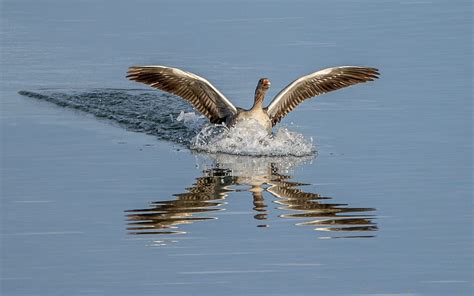 Landing Goose Water Reflection Bird Goose Hd Wallpaper Peakpx