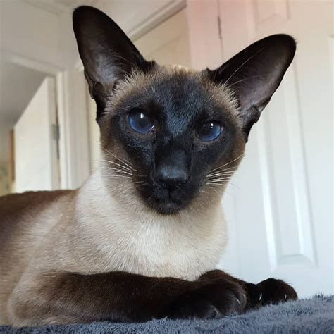 8 Cute Pictures Of Siamese Cats