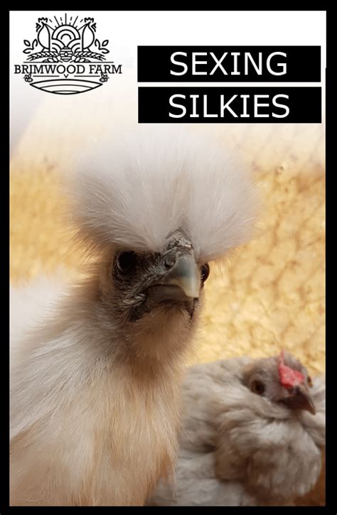 How To Sex Silkie Chickens — Brimwood Farm