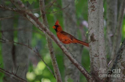 Northern Cardinal Songbird Photograph By Dale Powell Fine Art America
