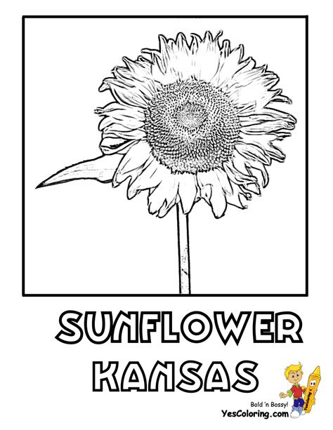 Take this coloring sheet as an opportunity to teach your child about the biodiversity of the starfish and its invasive here is a beautiful coloring sheet of a moon surrounded by several stars and clouds. States Flower Coloring Pictures | Hawaii - Louisiana ...