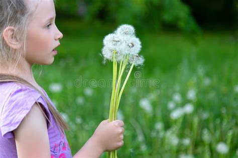 Cute Little Caucasian Girl Is Blowing On Dandelion Flowers In Summer