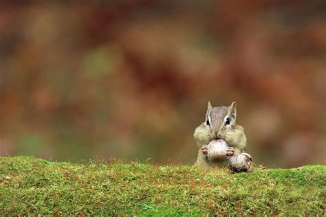 Chipmunk Finds Acorns In Fall Photograph By Sue Feldberg