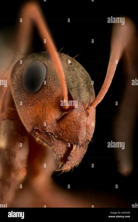Extreme Close Up Ant Hi Res Stock Photography And Images Alamy