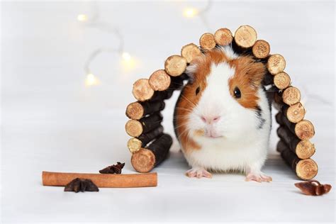 The Most Famous Guinea Pig Breeds Small Animal Planet