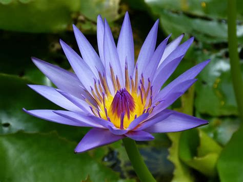 Top 7 Most Beautiful Aquatic Flowers In The World The Mysterious World