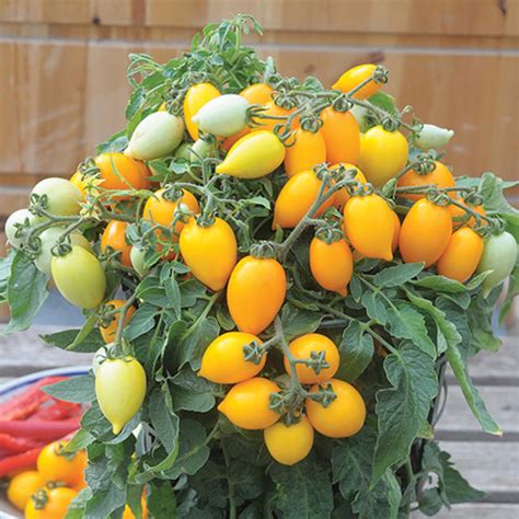 Funnyplums™ Orange Hybrid Tomato Medium Small Hybrid Tomato Seeds
