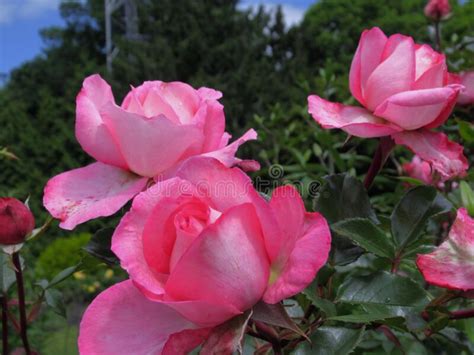 Beautiful Bright Closeup Pink Roses Blooming In Summer Stock Image