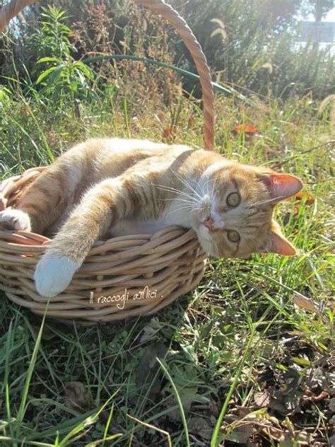 Ginger In The Basket Orange Tabby Cats Cute Cats Tabby Cat