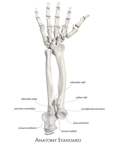 Arm.max 3d model available on turbo squid, the world's leading provider of digital 3d models for visualization, films, television, and games. Right forearm bones and the bones of the hand. | Arm bones ...