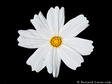 White Flower Burrard Lucas Photography