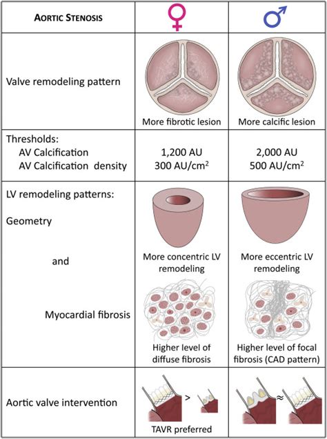 Sex And Race Differences In The Pathophysiology Diagnosis Treatment And Outcomes Of Valvular