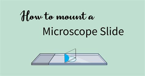 How To Mount A Microscope Slide Rs Science