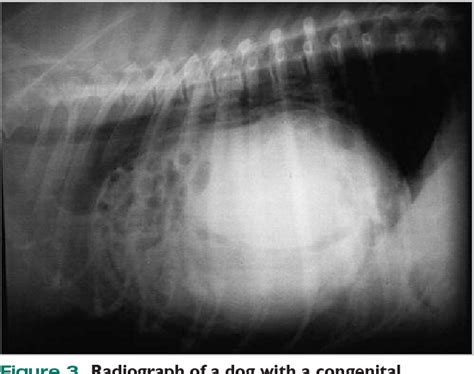 Figure 1 From Canine Pericardial Effusion Pathophysiology And Cause